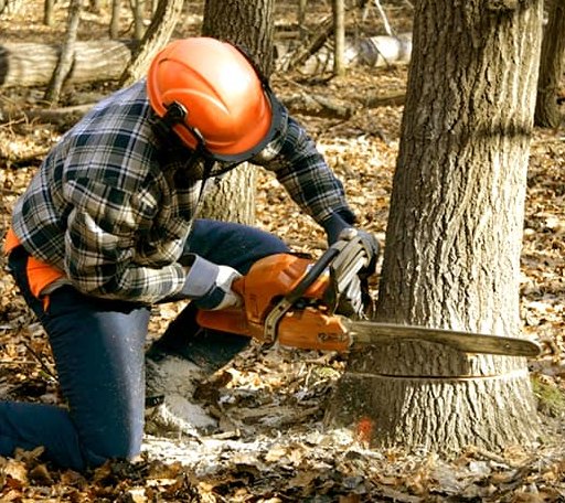 Tree Removal in Junction, TX